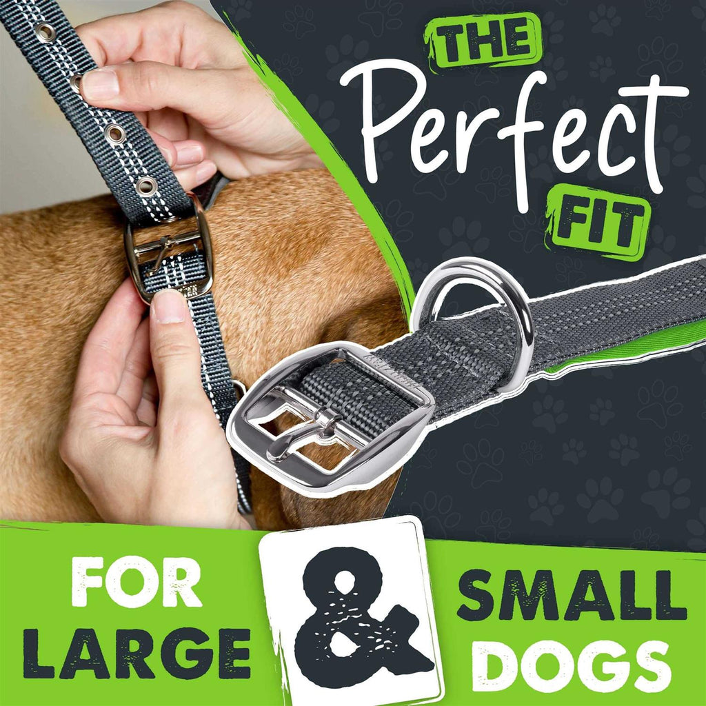 Dog Collar W319279