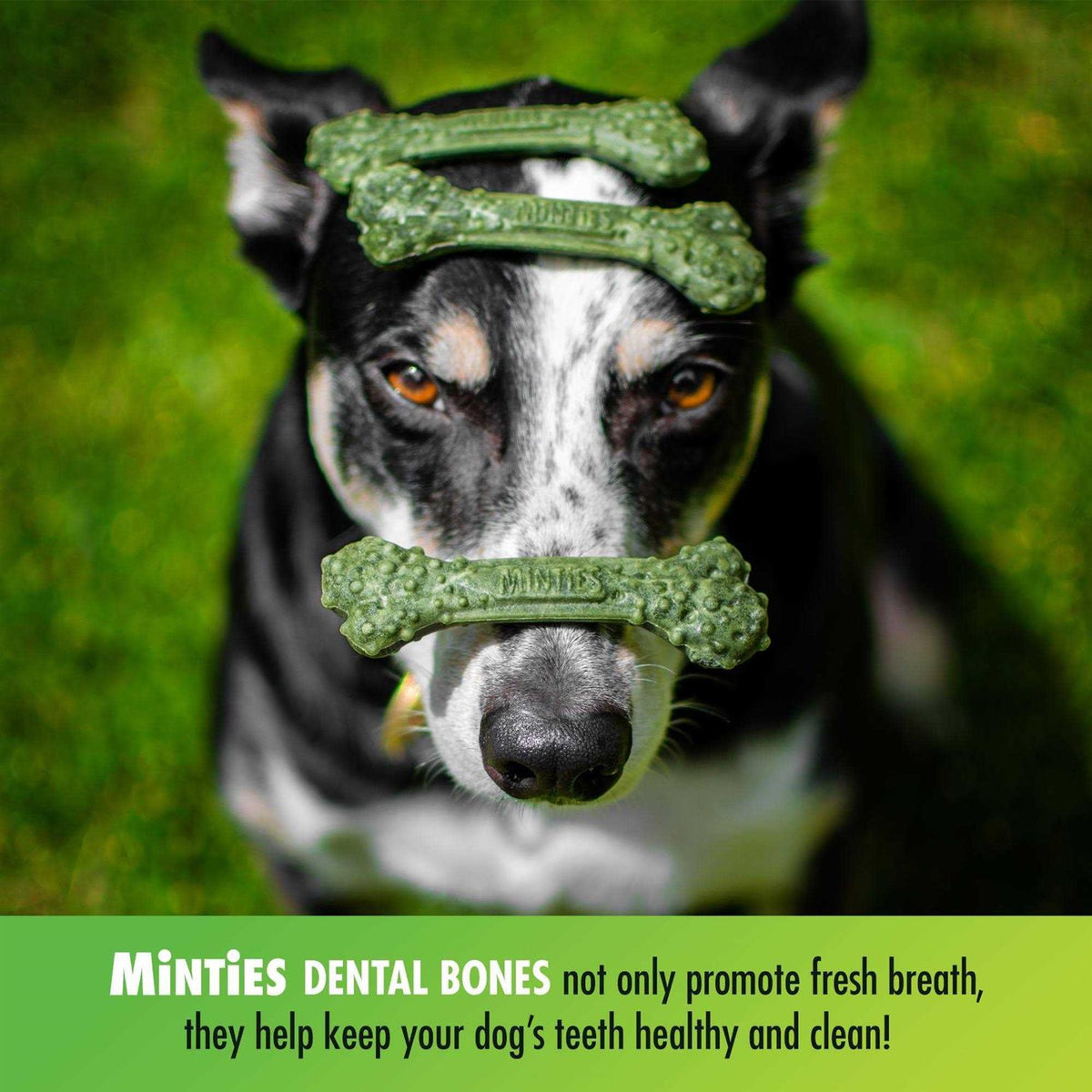 Dental Treats Dogs Z608