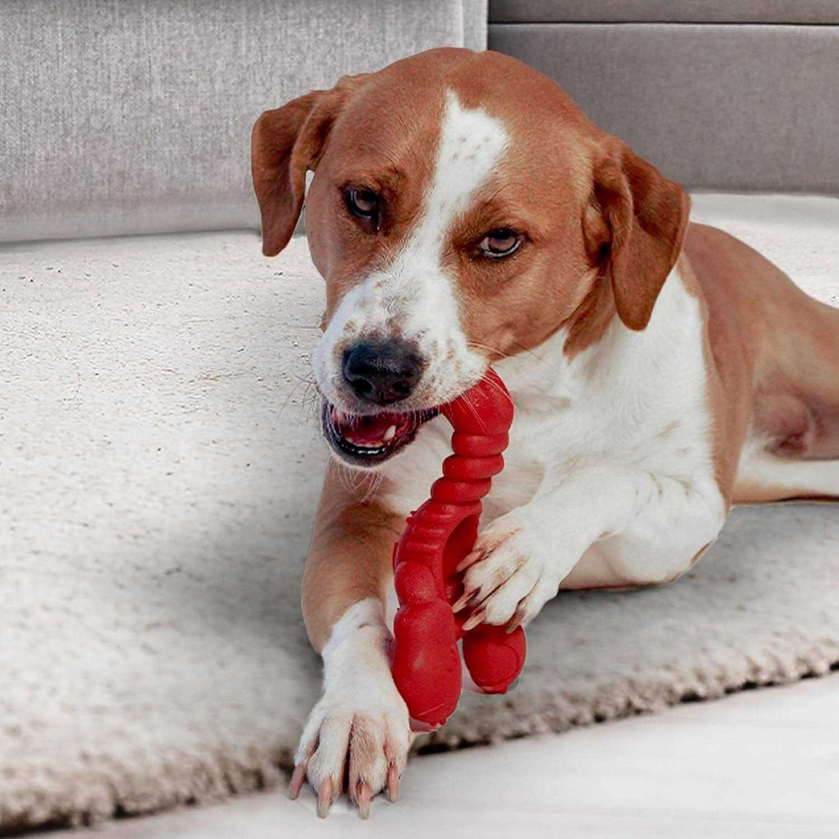 Power Chew Lobster Dog Toy Filet Mignon Z803402