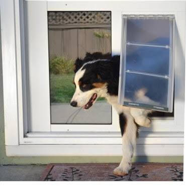 White Small Cat Door Z944