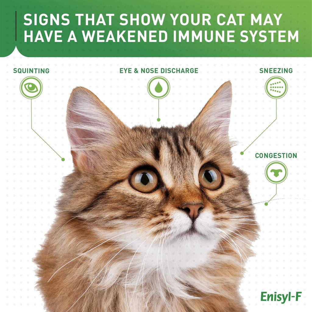 L-Lysine Chews for Cats D88379