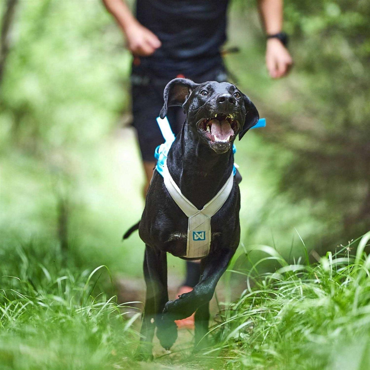 Dogwear Freemotion Harness 5.0 Q16082