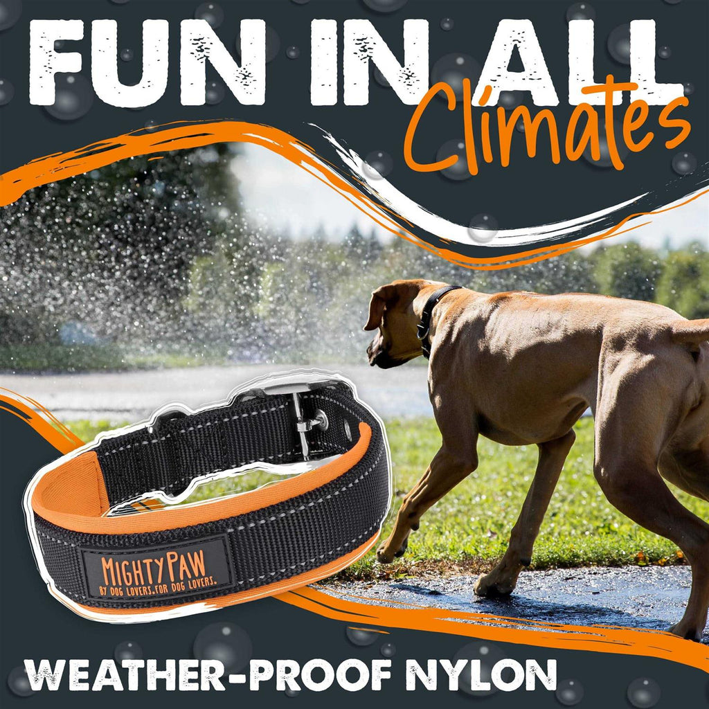 Dog Collar W319279