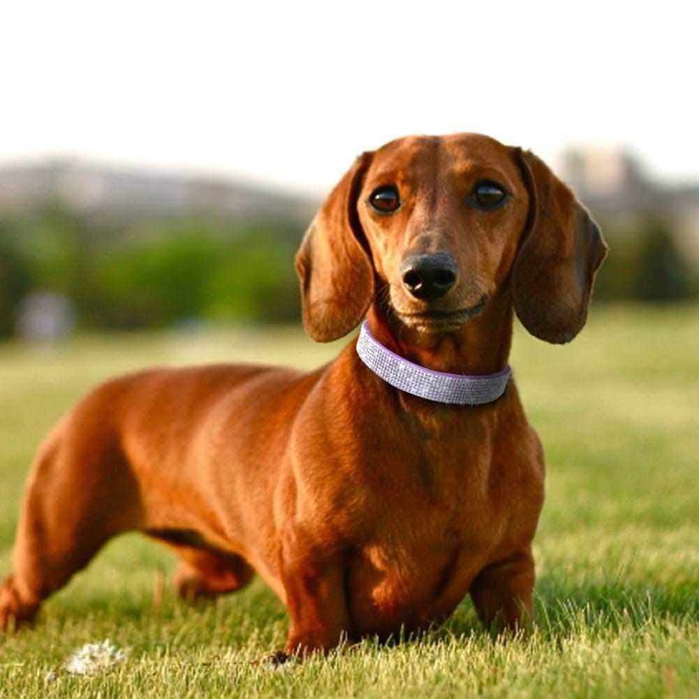 Rhinestone Soft Suede Leather Dog Cat Collar Q828635